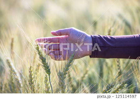 Woman in the field touching wheat ears by hand, Harvest agriculture, Woman hand golden ears of wheat harvest, Woman in barley field, Hand touching ears of wheat on field. Woman in the field touching wheat ears by hand, Harvest agriculture, Woman hand golden ears of wheat harvest, Woman in barley field, Hand touching ears of wheat on field. 125114597