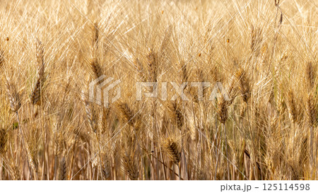 Wheat field agriculture with blue sky background, Wheat ears field in summer, Golden ears of wheat and blue sky, Barley field in summer, Barley agriculture background. 125114598