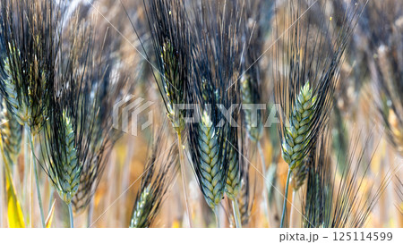 Wheat field agriculture with blue sky background, Wheat ears field in summer, Golden ears of wheat and blue sky, Barley field in summer, Barley agriculture background. Wheat field agriculture with blue sky background, Wheat ears field in summer, Golden ears of wheat and blue sky, Barley field in summer, Barley agriculture background. 125114599