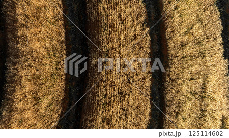 Top view wheat field agriculture texture and background, Wheat ears field in summer, Golden ears of wheat, Barley field in summer, Barley field agriculture texture background. 125114602
