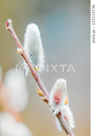 家の周りの草花　四季の色々　早春の朝日を浴びて輝く　春を告げるネコヤナギ 125114736