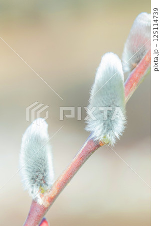 家の周りの草花　四季の色々　早春の朝日を浴びて輝く　春を告げるネコヤナギ 125114739