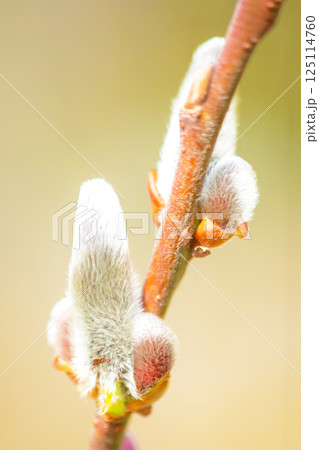 家の周りの草花　四季の色々　早春の朝日を浴びて輝く　春を告げるネコヤナギ 125114760