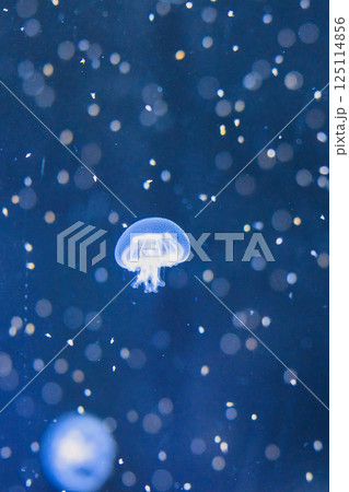 アクアリウムの水中に漂う小さなクラゲ 125114856