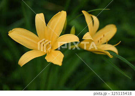 ニッコウキスゲ 125115418