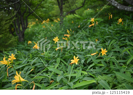 ニッコウキスゲ 125115419
