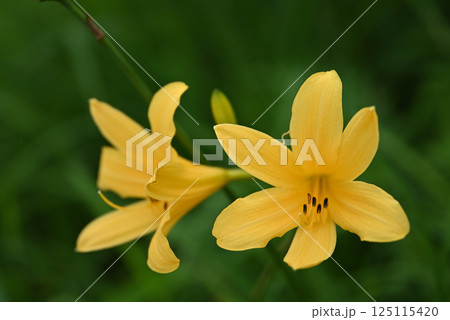 ニッコウキスゲ 125115420