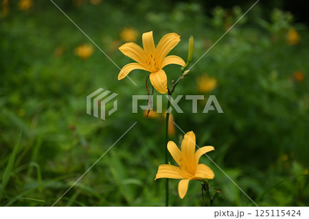 ニッコウキスゲ 125115424