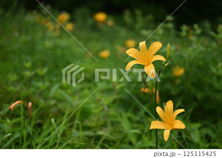 ニッコウキスゲ 125115425