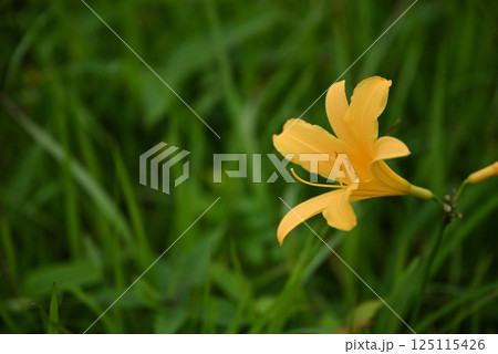 ニッコウキスゲ 125115426