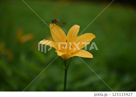 ニッコウキスゲ 125115427