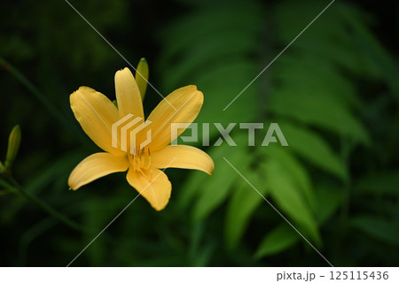 ニッコウキスゲ 125115436