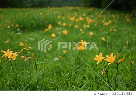 ニッコウキスゲ 125115438