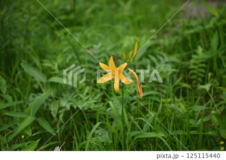 ニッコウキスゲ 125115440