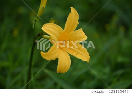 ニッコウキスゲ 125115443