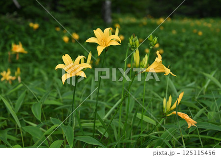 ニッコウキスゲ 125115456