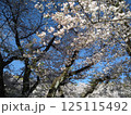 春の青空に映える桜の木々 125115492
