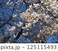 春の青空に映える満開の桜 125115493