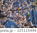 春の青空と満開になった桜 125115494