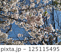 春の青空に映える桜 125115495