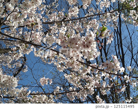 春の青空に映える桜 春の青空に映える桜 125115495