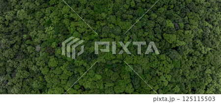 Forest and tree landscape texture abstract background, Top view forest atmosphere area, Texture background forest tree view from above, Ecosystem ecology environment, Green forest and green tree. Forest and tree landscape texture abstract background, Top view forest atmosphere area, Texture background forest tree view from above, Ecosystem ecology environment, Green forest and green tree. 125115503
