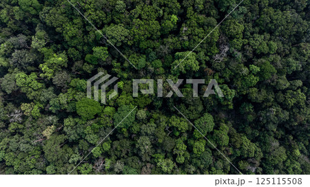 Top view green forest and green tree forest texture and background, Tropical rainforest ecosystem and environment background, Nature conservation eco green forest and green tree forest. 125115508
