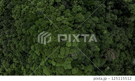 Top view green forest surface texture and background, Eco texture and background, Ecosystem ecology environment, Forest tree and green forest tree vie from above texture and background. 125115512