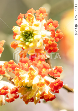 家の周りの草花 四季の色々 早春の公園の木陰 朱色の美しく優美なミツマタの花が咲きました 家の周りの草花 四季の色々 早春の公園の木陰 朱色の美しく優美なミツマタの花が咲きました 125115614
