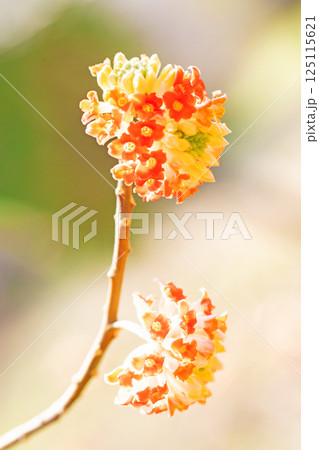 家の周りの草花 四季の色々 早春の公園の木陰 朱色の美しく優美なミツマタの花が咲きました 家の周りの草花 四季の色々 早春の公園の木陰 朱色の美しく優美なミツマタの花が咲きました 125115621