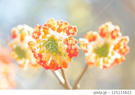 家の周りの草花 四季の色々 早春の公園の木陰 朱色の美しく優美なミツマタの花が咲きました 家の周りの草花 四季の色々 早春の公園の木陰 朱色の美しく優美なミツマタの花が咲きました 125115622