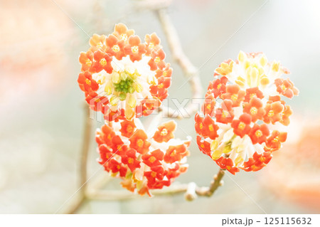 家の周りの草花 四季の色々 早春の公園の木陰 朱色の美しく優美なミツマタの花が咲きました 家の周りの草花 四季の色々 早春の公園の木陰 朱色の美しく優美なミツマタの花が咲きました 125115632