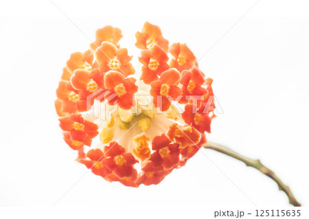 家の周りの草花 四季の色々 早春の公園の木陰 朱色の美しく優美なミツマタの花が咲きました 家の周りの草花 四季の色々 早春の公園の木陰 朱色の美しく優美なミツマタの花が咲きました 125115635