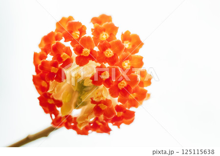 家の周りの草花　四季の色々　早春の公園の木陰　朱色の美しく優美なミツマタの花が咲きました　 125115638