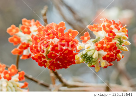 家の周りの草花 四季の色々 早春の公園の木陰 朱色の美しく優美なミツマタの花が咲きました 家の周りの草花 四季の色々 早春の公園の木陰 朱色の美しく優美なミツマタの花が咲きました 125115641