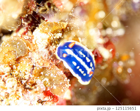 色鮮やかなアオウミウシ 色鮮やかなアオウミウシ 125115651