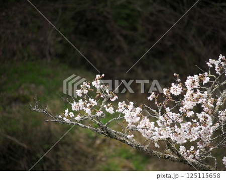 山に咲くサクラの花 125115658