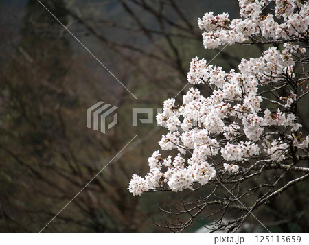 春の日差しを浴びて輝く満開の桜 春の日差しを浴びて輝く満開の桜 125115659