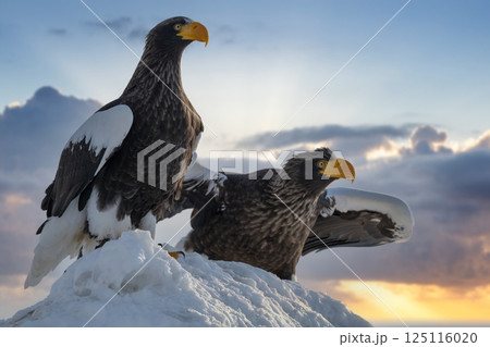 ドラマチックな夕空や曇天の空を飛翔するオオワシやオジロワシなどの猛禽類 125116020