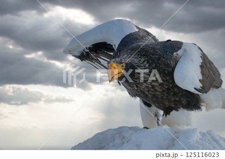 ドラマチックな夕空や曇天の空を飛翔するオオワシやオジロワシなどの猛禽類 125116023