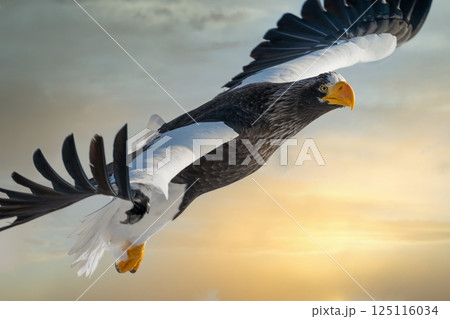 ドラマチックな夕空や曇天の空を飛翔するオオワシやオジロワシなどの猛禽類 125116034