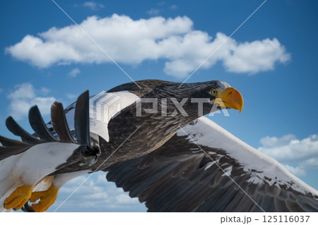 ドラマチックな夕空や曇天の空を飛翔するオオワシやオジロワシなどの猛禽類 125116037