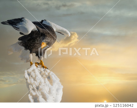 ドラマチックな夕空や曇天の空を飛翔するオオワシやオジロワシなどの猛禽類 125116042