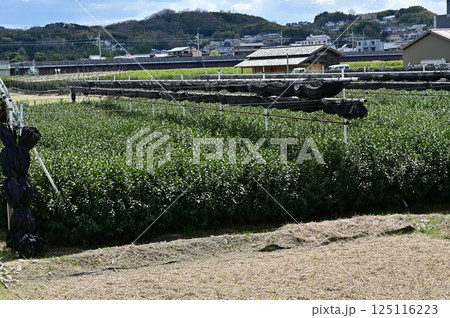 宇治茶の茶園 宇治茶の茶園 125116223