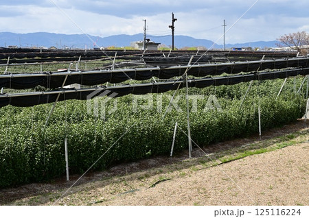 宇治茶の茶園 125116224