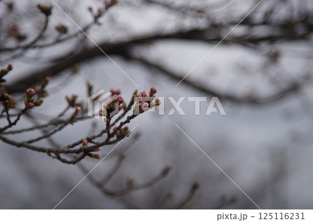 枝先の桜の蕾 枝先の桜の蕾 125116231