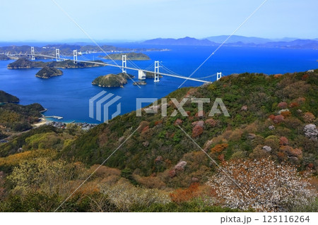 【愛媛県】桜咲く春の亀老山展望台から眺めた来島海峡大橋（しまなみ海道） 125116264