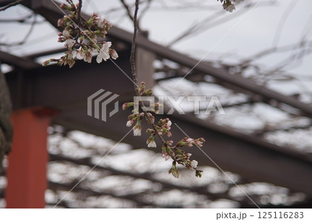 桜のある風景 桜のある風景 125116283