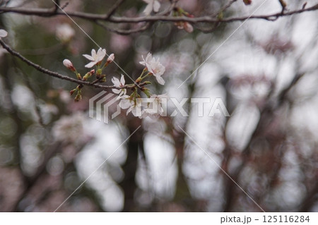 咲き始めた桜 咲き始めた桜 125116284