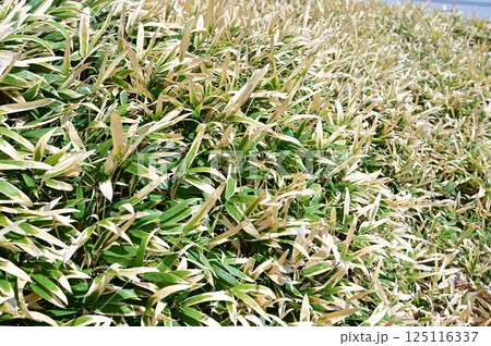 コグマザサ（イネ科） 125116337